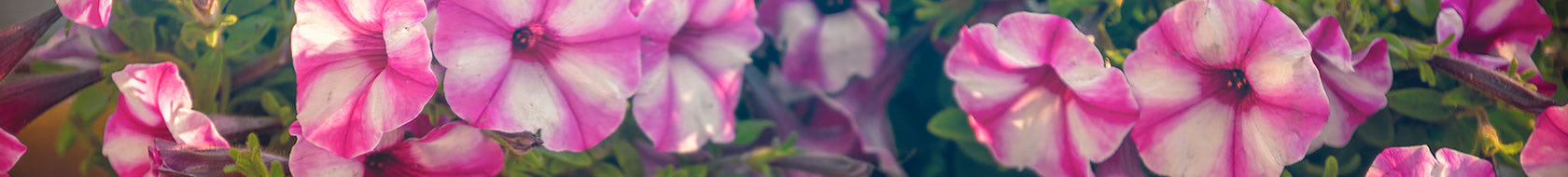 Pink and white petunias blooming with green leaves peeking through, densely clustered in an outdoor garden setting.