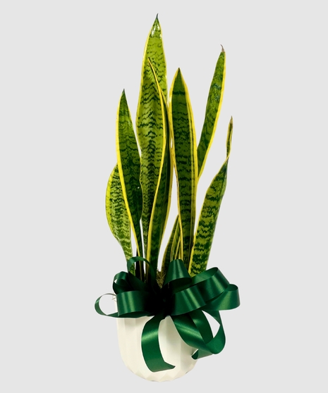 Snake Plant