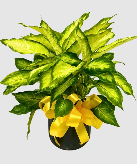 Dieffenbachia